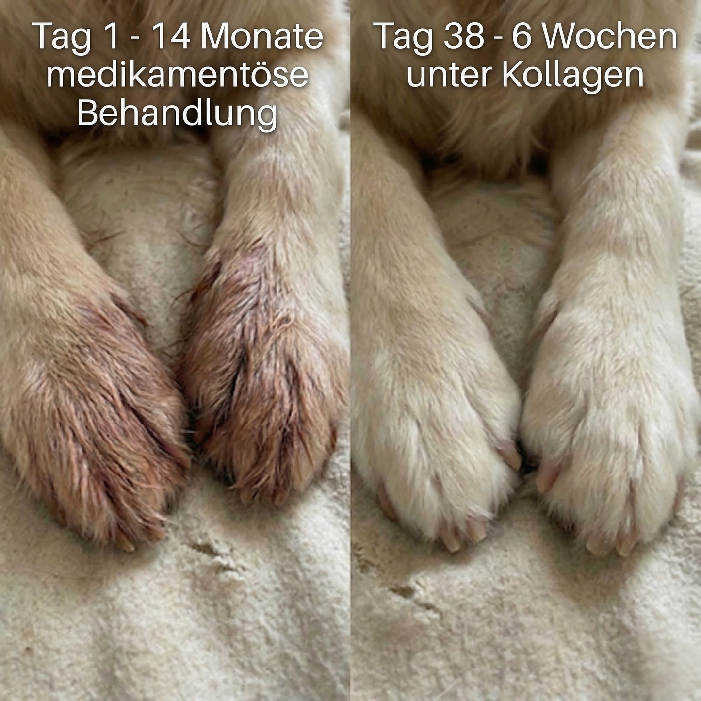Premium-Kollagen gegen Juckreiz
