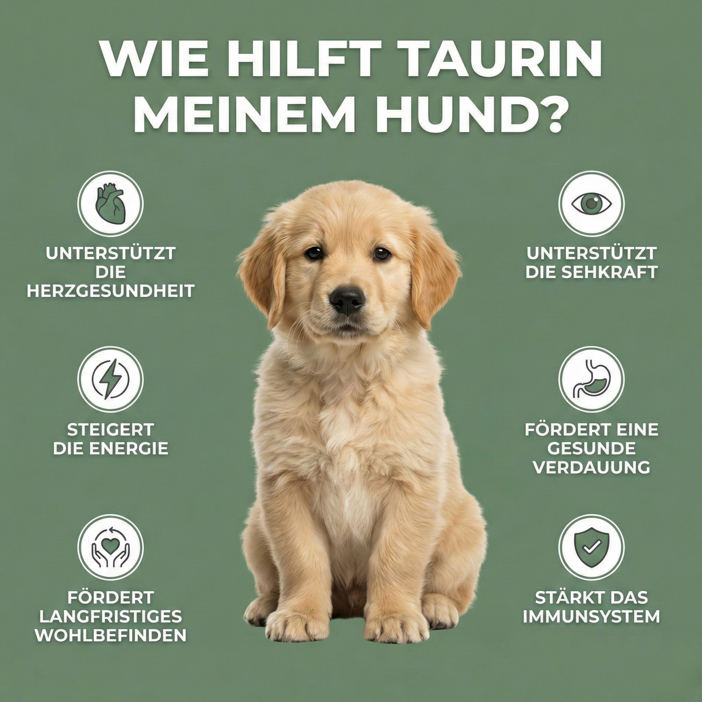 VitalTaurin+ – Die Nr. 1 Empfehlung von Tierärzten