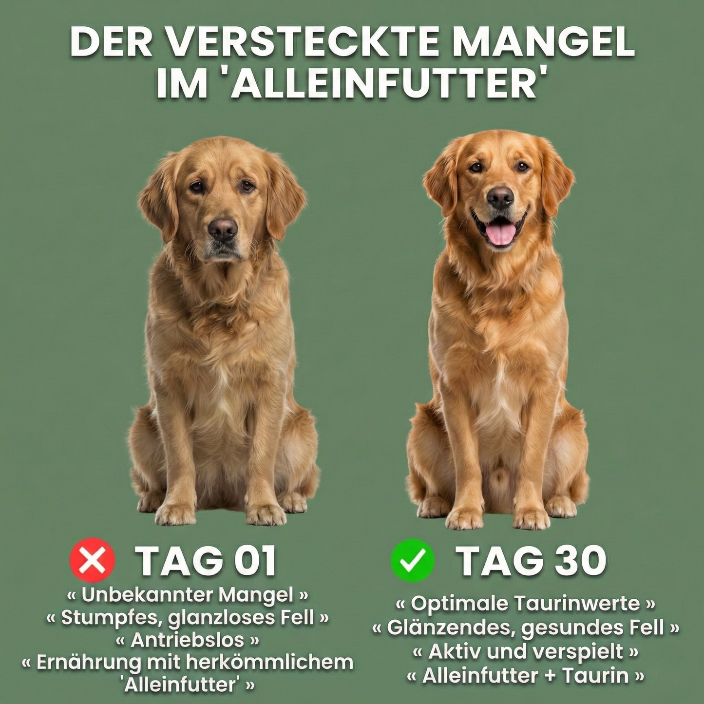 VitalTaurin+ – Die Nr. 1 Empfehlung von Tierärzten